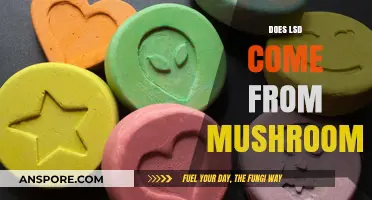 LSD and Mushrooms: What's the Connection?