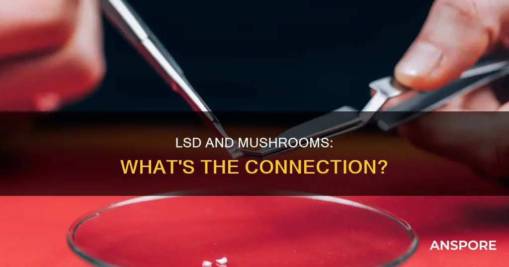 does lsd come from mushrooms