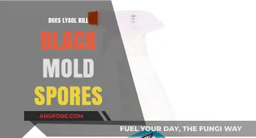 Lysol vs. Black Mold: Can It Kill Spores Effectively?