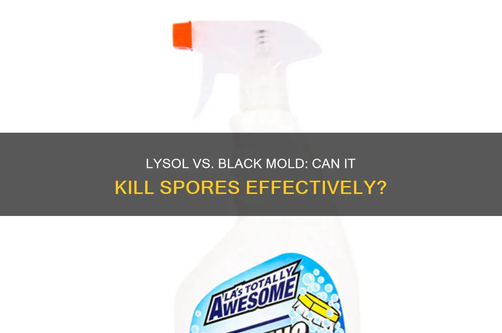 does lysol kill black mold spores