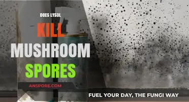 Lysol's Effectiveness Against Mushroom Spores