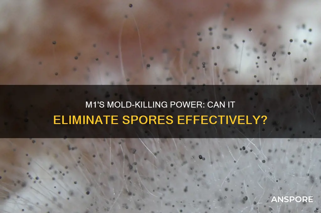 does m1 kill mold spores