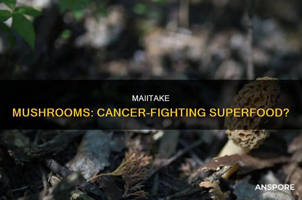 does maiitake mushroom extract fight cancer