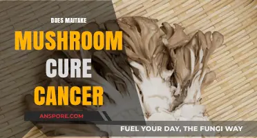 Maitake Mushrooms: Cancer Cure or Myth?