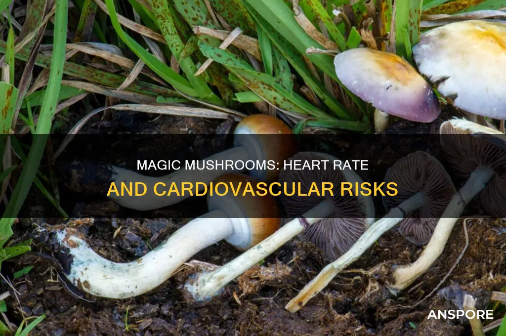 does majic mushrooms increas heart rate