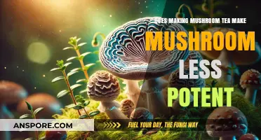 Does Mushroom Tea Reduce Potency? Exploring the Effects of Brewing