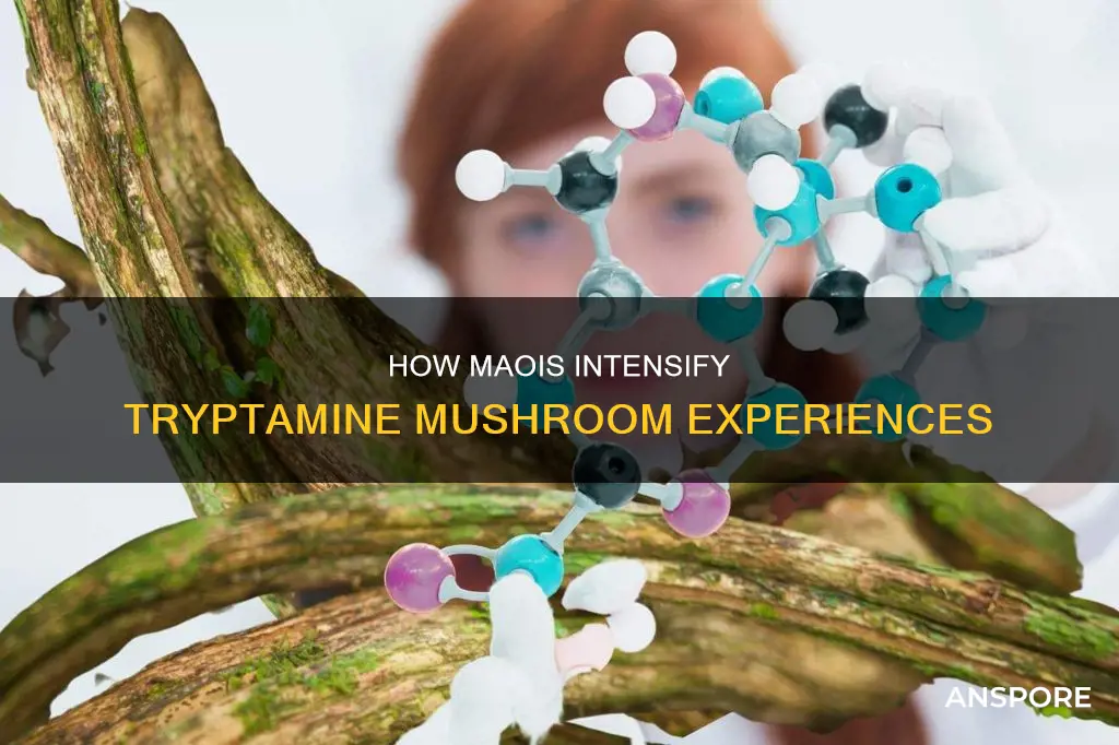 does maoi potentiate tryptamine mushroom