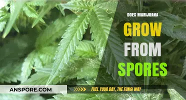 Marijuana Cultivation Myth: Does It Really Grow from Spores?