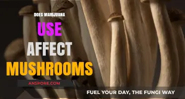 Marijuana and Mushrooms: Exploring Potential Interactions and Effects