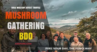 Mastery and Truffle Hunting: BDO's Ultimate Guide