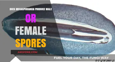 Understanding Megasporangia: Do They Produce Male or Female Spores?