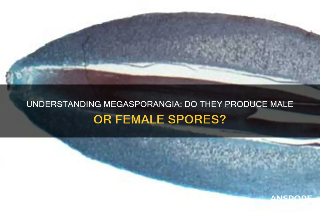does megasporangia produce male or female spores