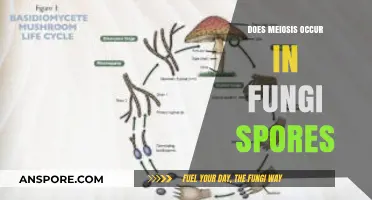 Does Meiosis Occur in Fungi Spores? Exploring Fungal Reproduction