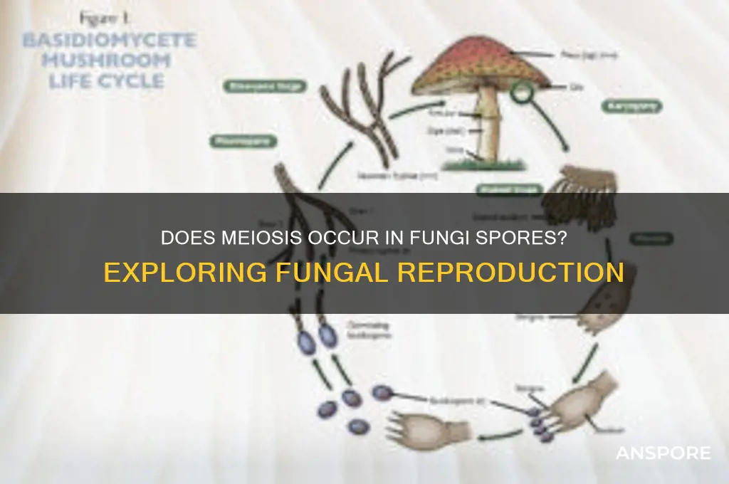 does meiosis occur in fungi spores