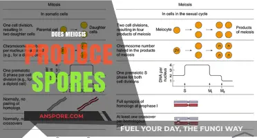 Does Meiosis Produce Spores? Unraveling the Process in Detail