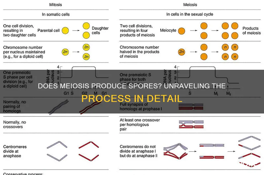 does meiosis produce spores