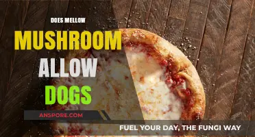 Mellow Mushroom's Dog-Friendly Vibe