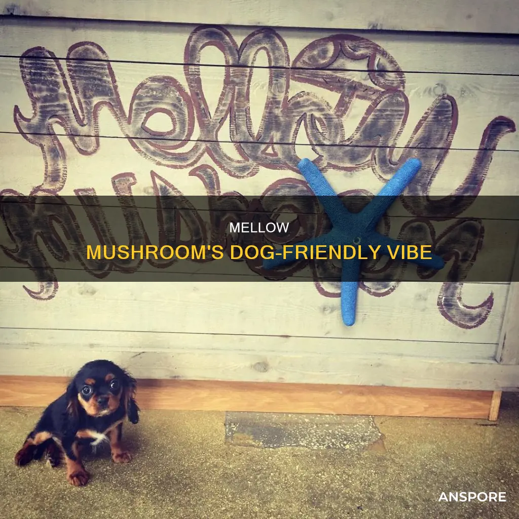 does mellow mushroom allow dogs