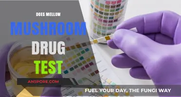 Mellow Mushroom's Hiring Process: Drug Testing Policies Explained