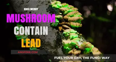 Lead in Merry Mushroom Toys: Safe or Not?
