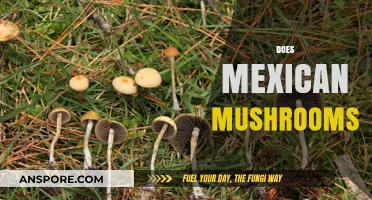 Mexican Mushrooms: A Guide to the Magic and Benefits