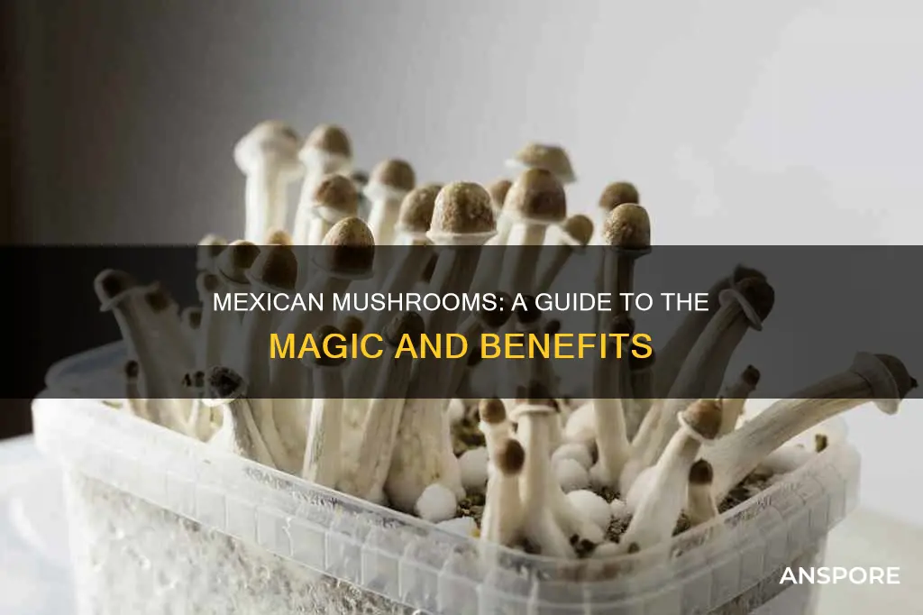 does mexican mushrooms