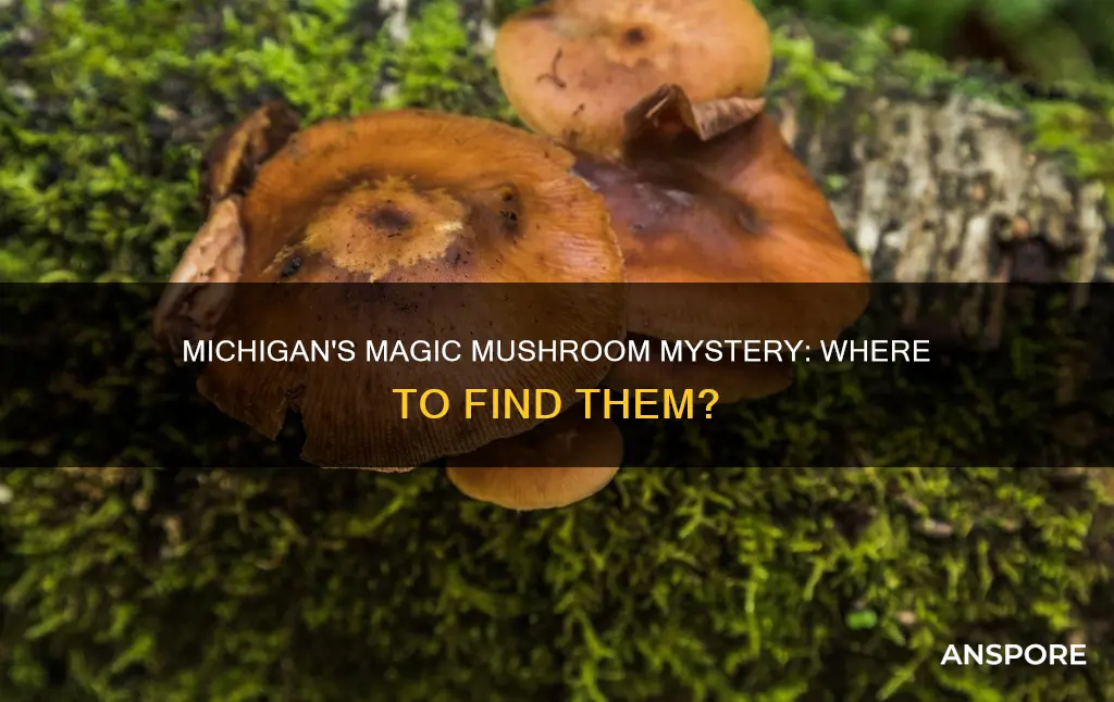 does michigan have psychedelic mushrooms