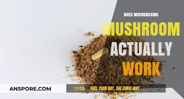 Microdosing Mushrooms: Effective or Just a Fad?
