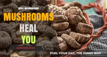 Microdosing Mushrooms: A Natural Healing Remedy?