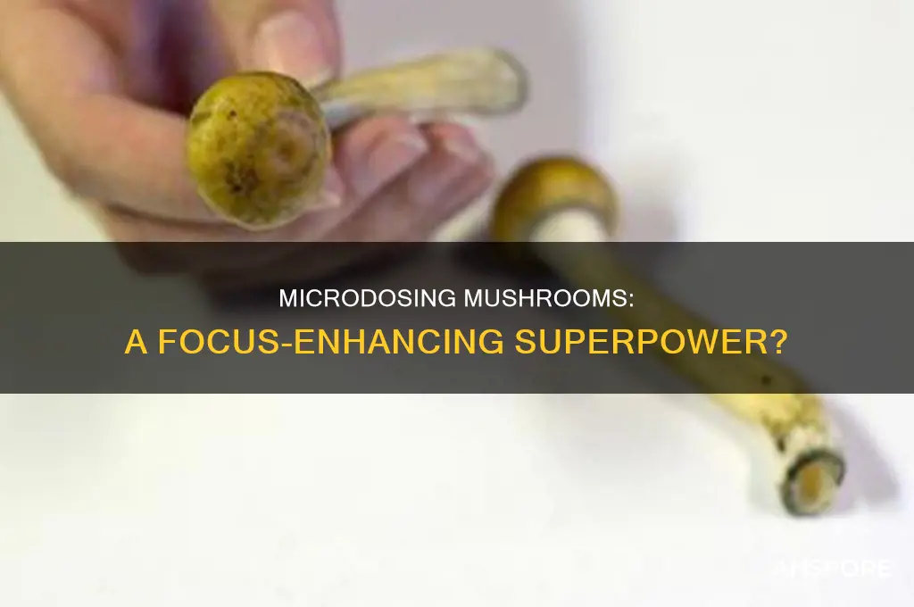 does microdosing mushrooms help with focus