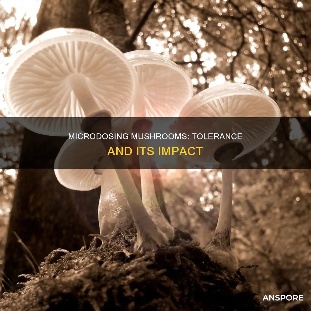 does microdosing mushrooms increase tolerance