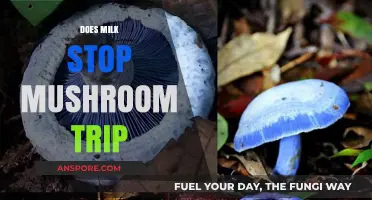 Milk and Mushrooms: Can Dairy Stop a Trip?