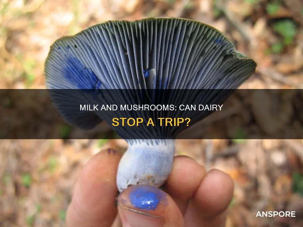 does milk stop mushroom trip
