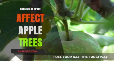 Does Milky Spore Harm Apple Trees? A Gardener's Guide