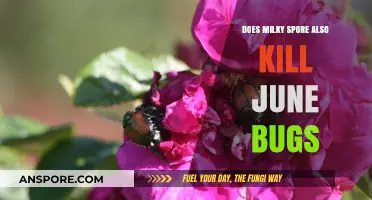 Milky Spore's Impact: Does It Kill June Bugs Too?