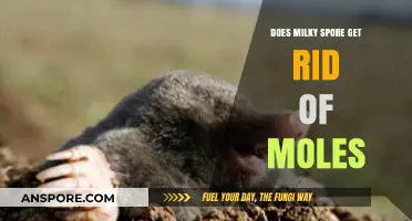 Milky Spore for Mole Control: Effective Solution or Myth?