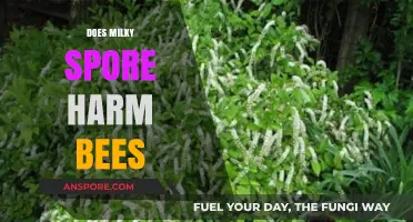 Milky Spore and Bee Safety: What Gardeners Need to Know