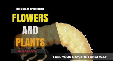 Milky Spore: Safe for Flowers and Plants or Harmful?