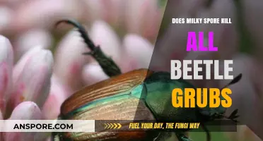 Milky Spore's Effectiveness: Does It Kill All Beetle Grubs?