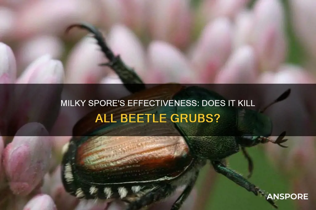 does milky spore kill all beetle grubs