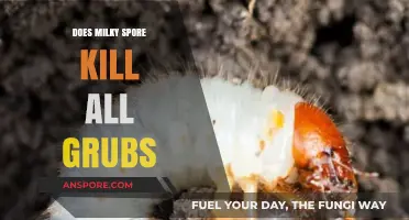 Does Milky Spore Kill All Grubs? A Comprehensive Guide
