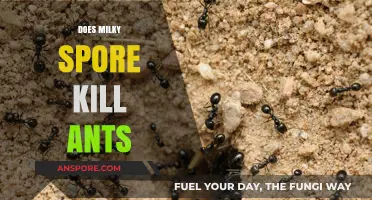 Milky Spore's Effectiveness: Can It Eliminate Ant Infestations?