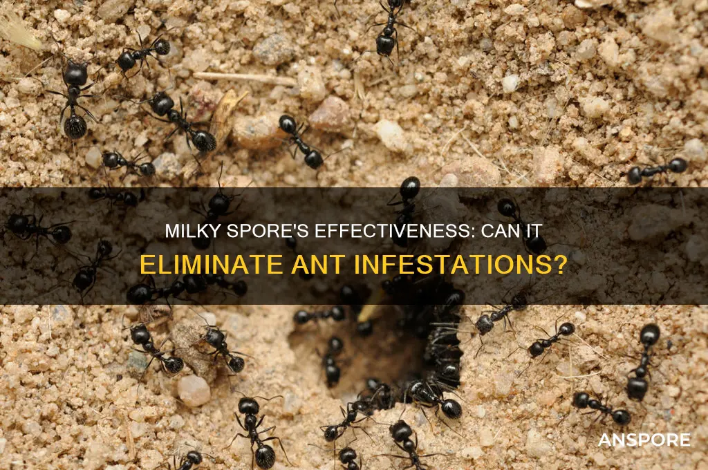 does milky spore kill ants