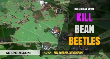 Milky Spore vs. Bean Beetles: Effective Control or Myth?