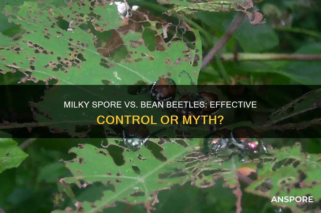 does milky spore kill bean beetles