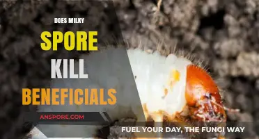 Does Milky Spore Harm Beneficial Insects? A Detailed Analysis