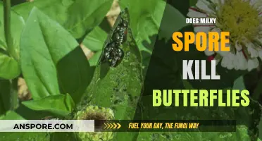 Does Milky Spore Harm Butterflies? Uncovering the Truth for Gardeners