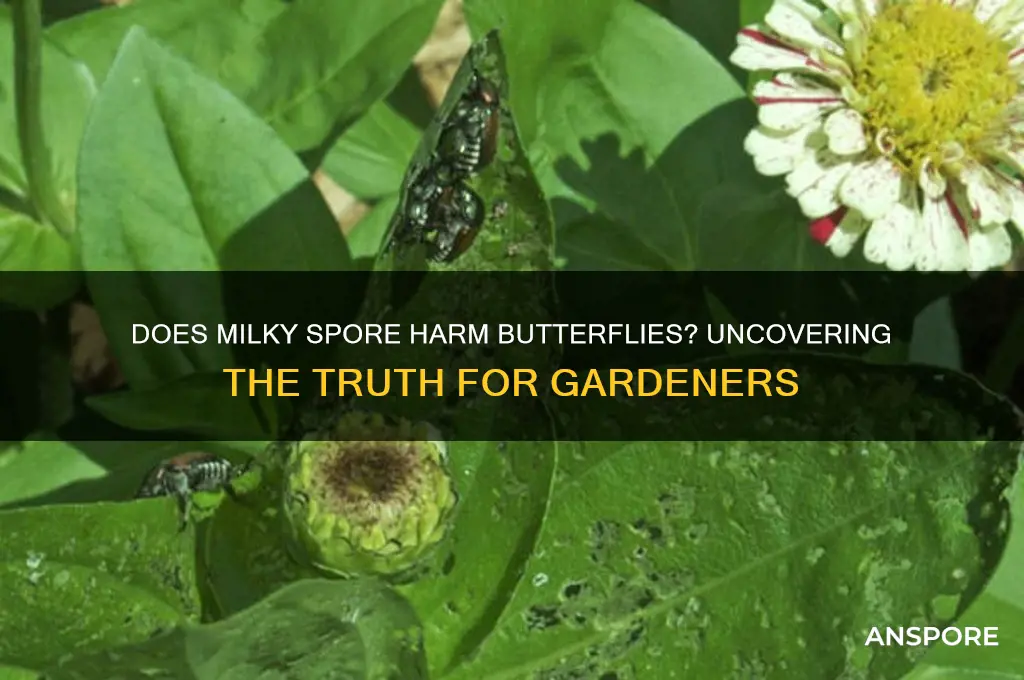 does milky spore kill butterflies