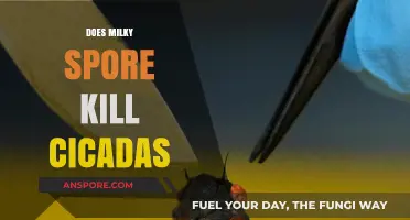 Milky Spore and Cicadas: Effective Control or Myth?