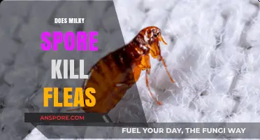 Milky Spore for Flea Control: Does It Really Work?
